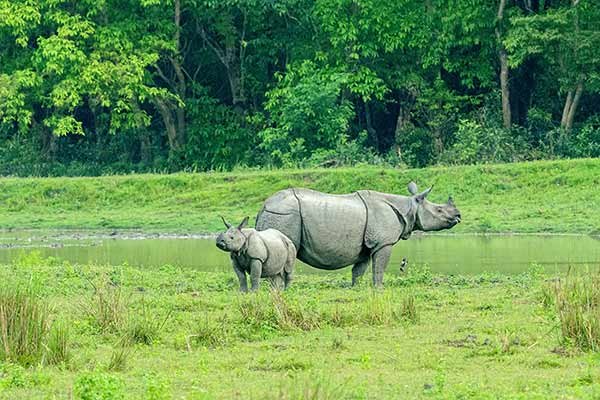 Assam Tour Package From Kolkata